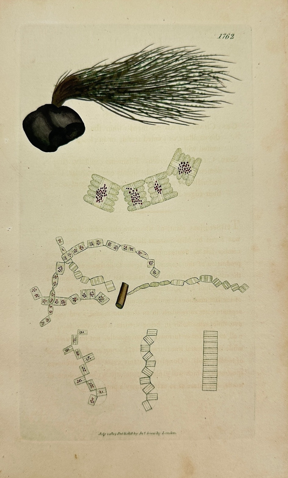 Antique Print - James Sowerby - Conferva Biddulphiana - Biddulph's Conferva - F1
