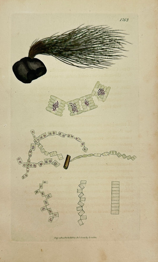 Antique Print - James Sowerby - Conferva Biddulphiana - Biddulph's Conferva - F1