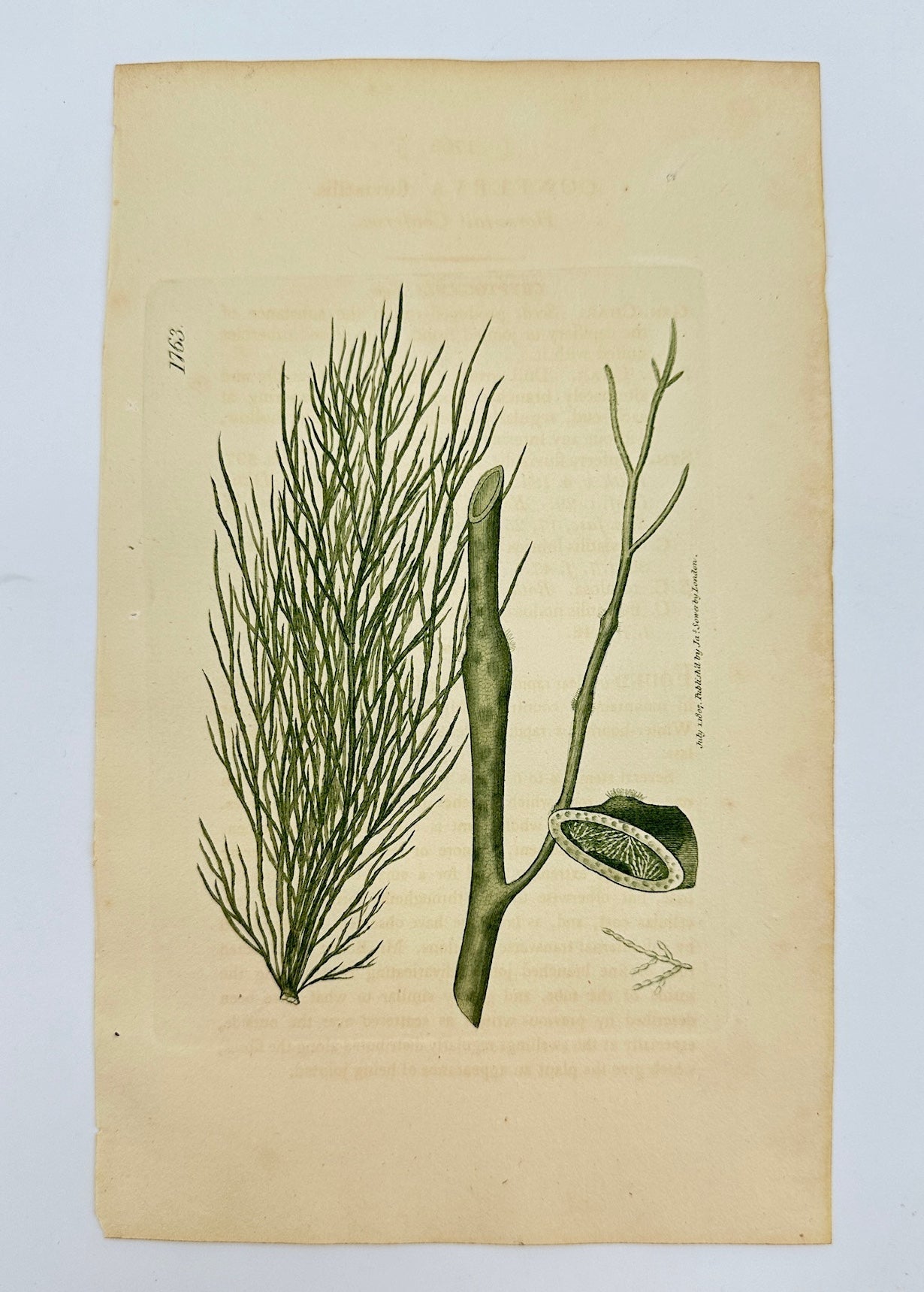 Antique Print - James Sowerby - Conferva Fluviatilis - Freshwater Conferva - F1