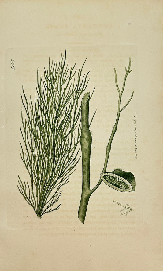 Antique Print - James Sowerby - Conferva Fluviatilis - Freshwater Conferva - F1