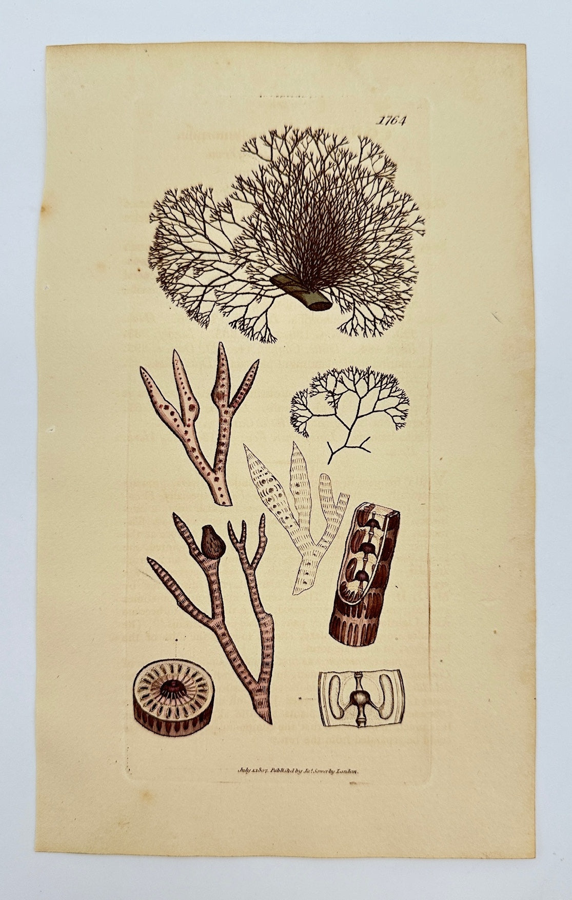 Antique Print - James Sowerby - Conferva Polymorpha - Variable Conferva - F1