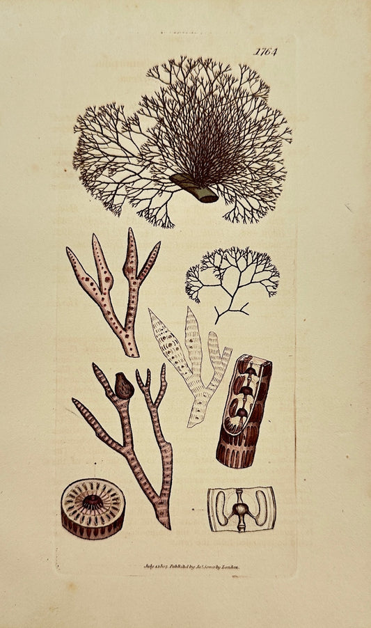 Antique Print - James Sowerby - Conferva Polymorpha - Variable Conferva - F1