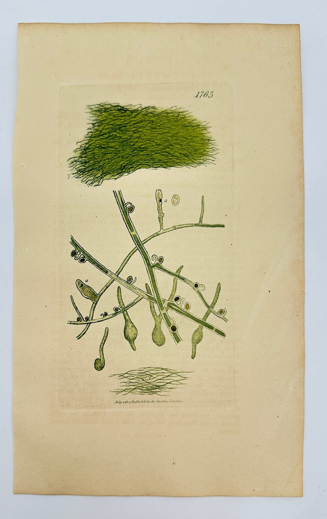 Antique Print - James Sowerby - Vaucheria Sessilis - Sessile Vaucheria - F1