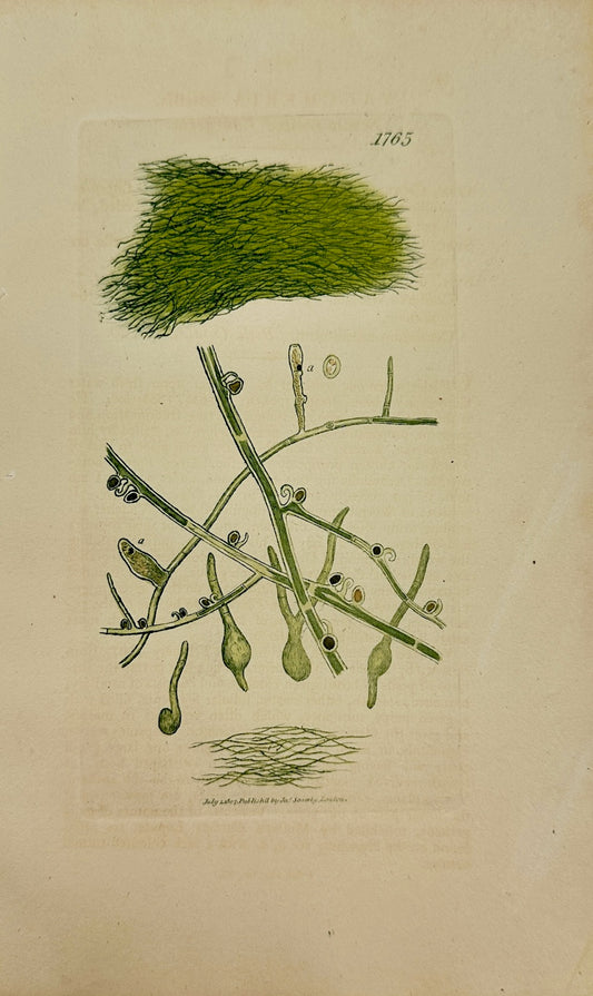 Antique Print - James Sowerby - Vaucheria Sessilis - Sessile Vaucheria - F1