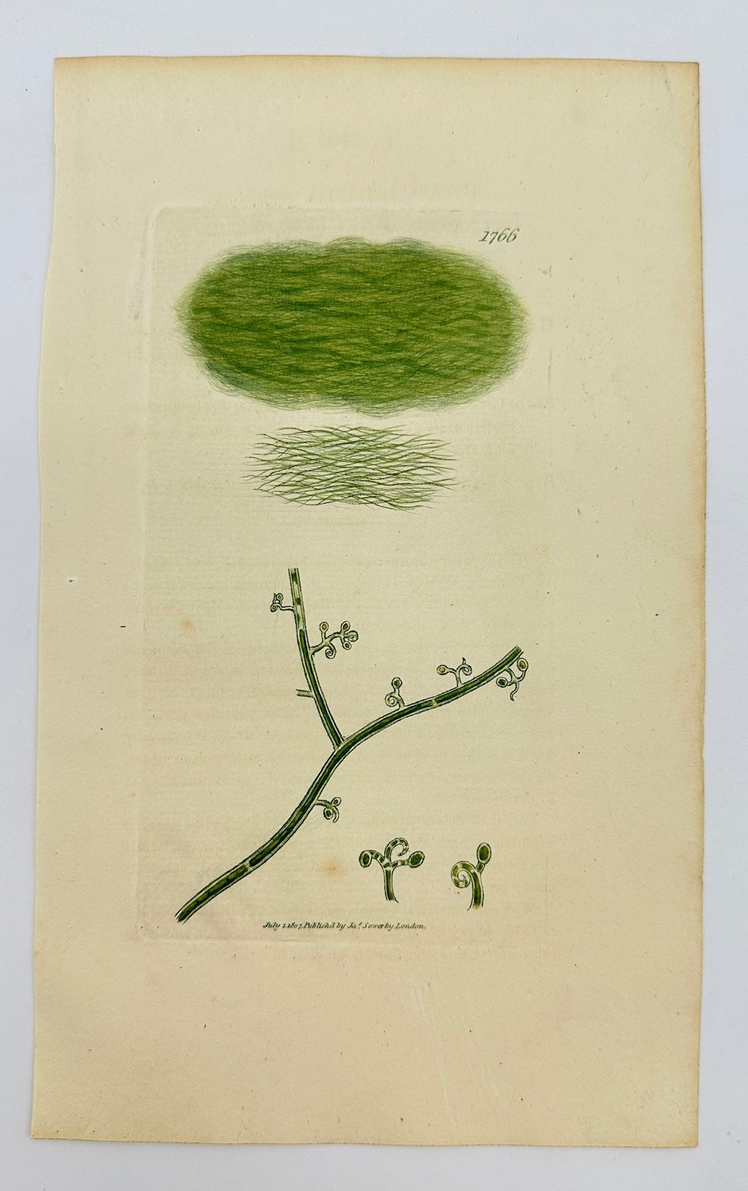 Antique Print - James Sowerby - Vaucheria Geminata - Twin Vaucheria - F1