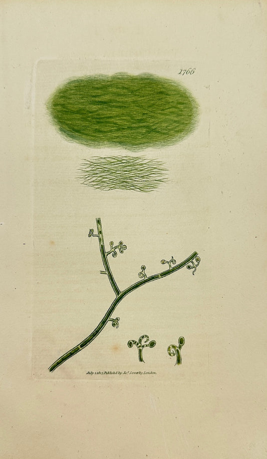 Antique Print - James Sowerby - Vaucheria Geminata - Twin Vaucheria - F1