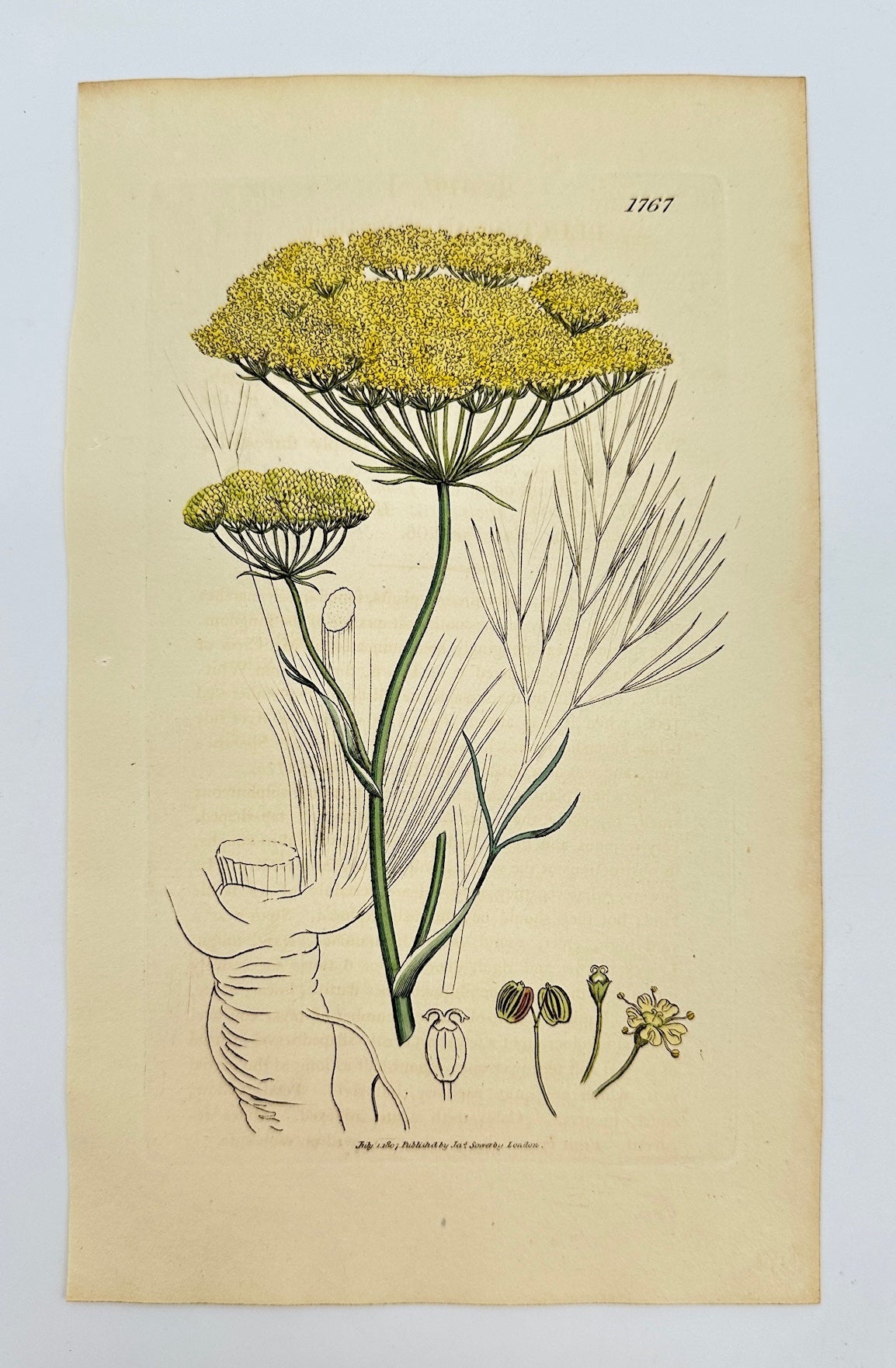 Antique Print - James Sowerby - Peucedanum Officinale - Hog's Fennel - F1