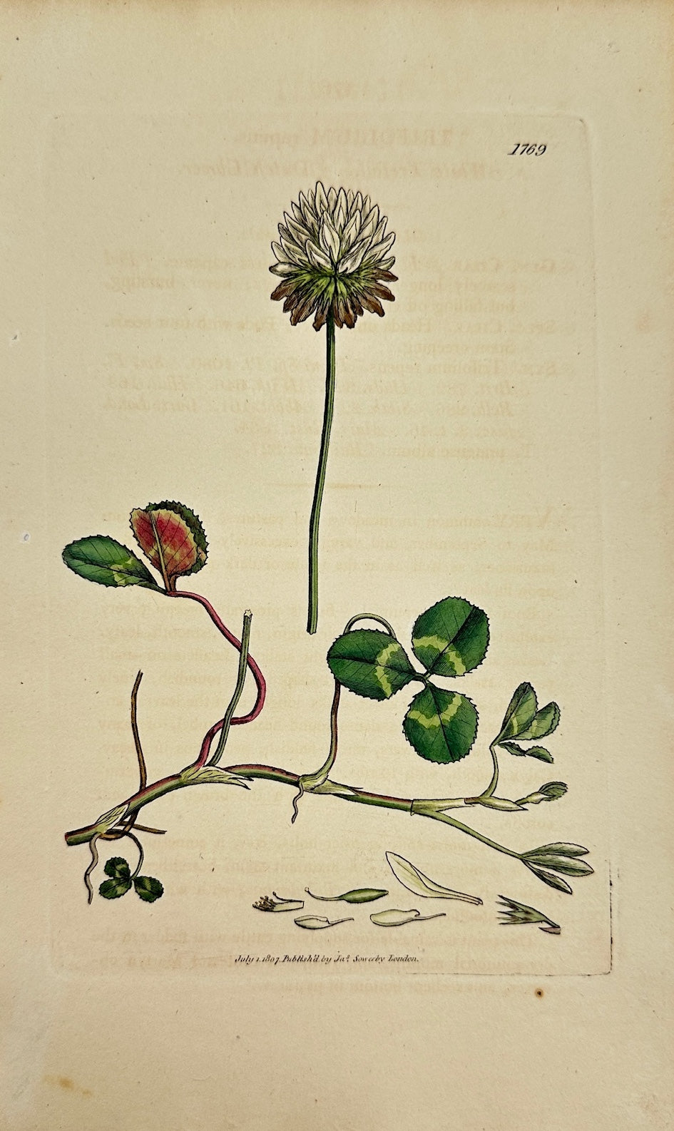 Antique Botanical Print - James Sowerby - Trifolium Repens - White Clover - F1