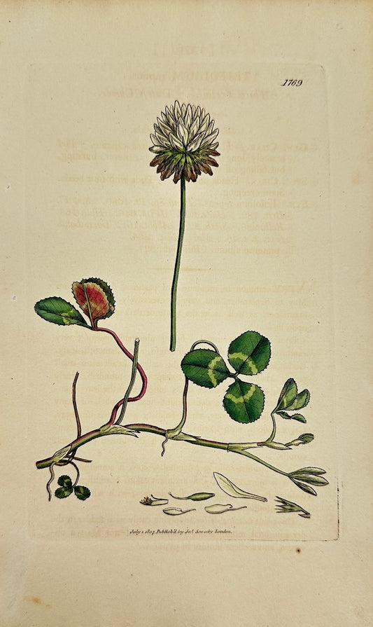 Antique Botanical Print - James Sowerby - Trifolium Repens - White Clover - F1