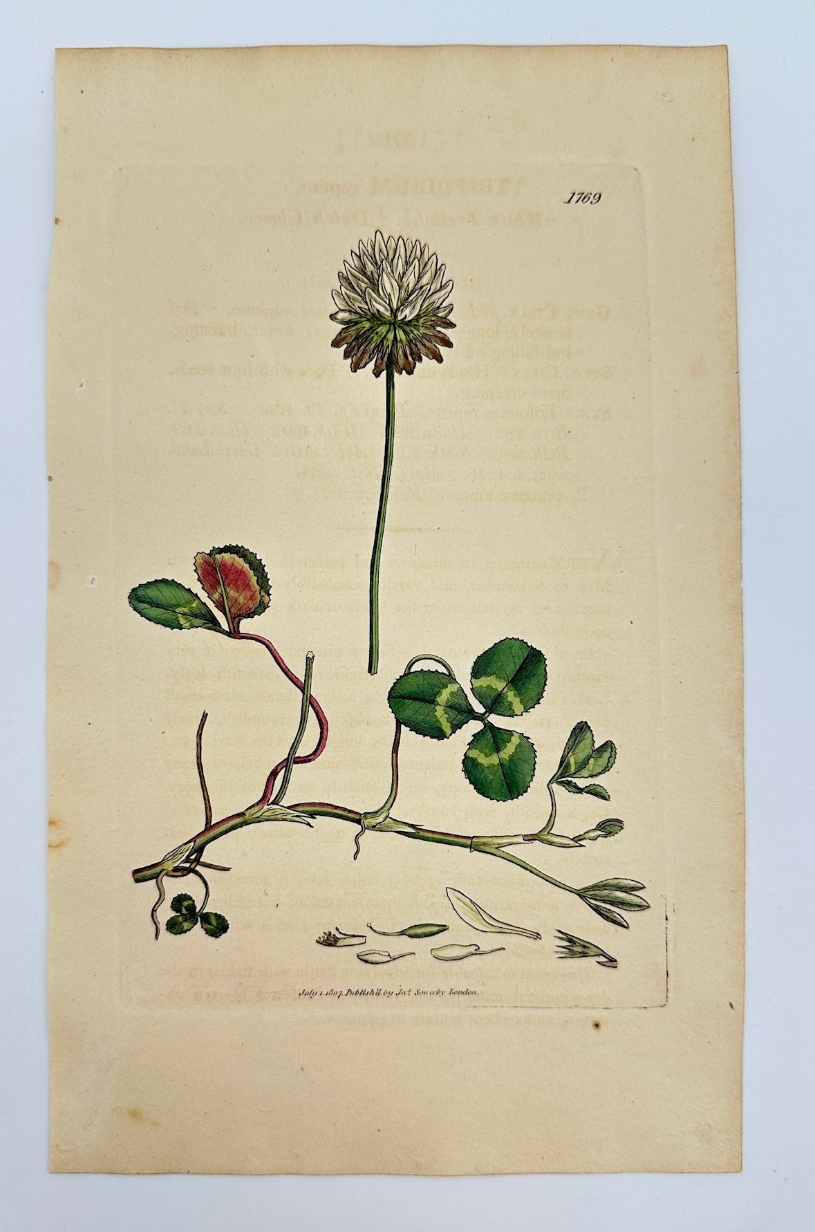 Antique Botanical Print - James Sowerby - Trifolium Repens - White Clover - F1