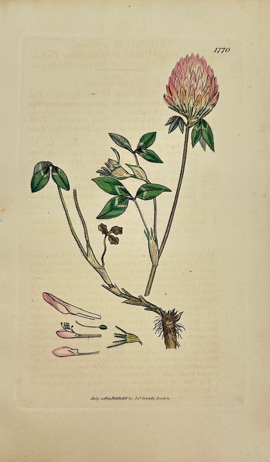 Antique Botanical Print - James Sowerby - Trifolium Pratense - Red Clover - F1