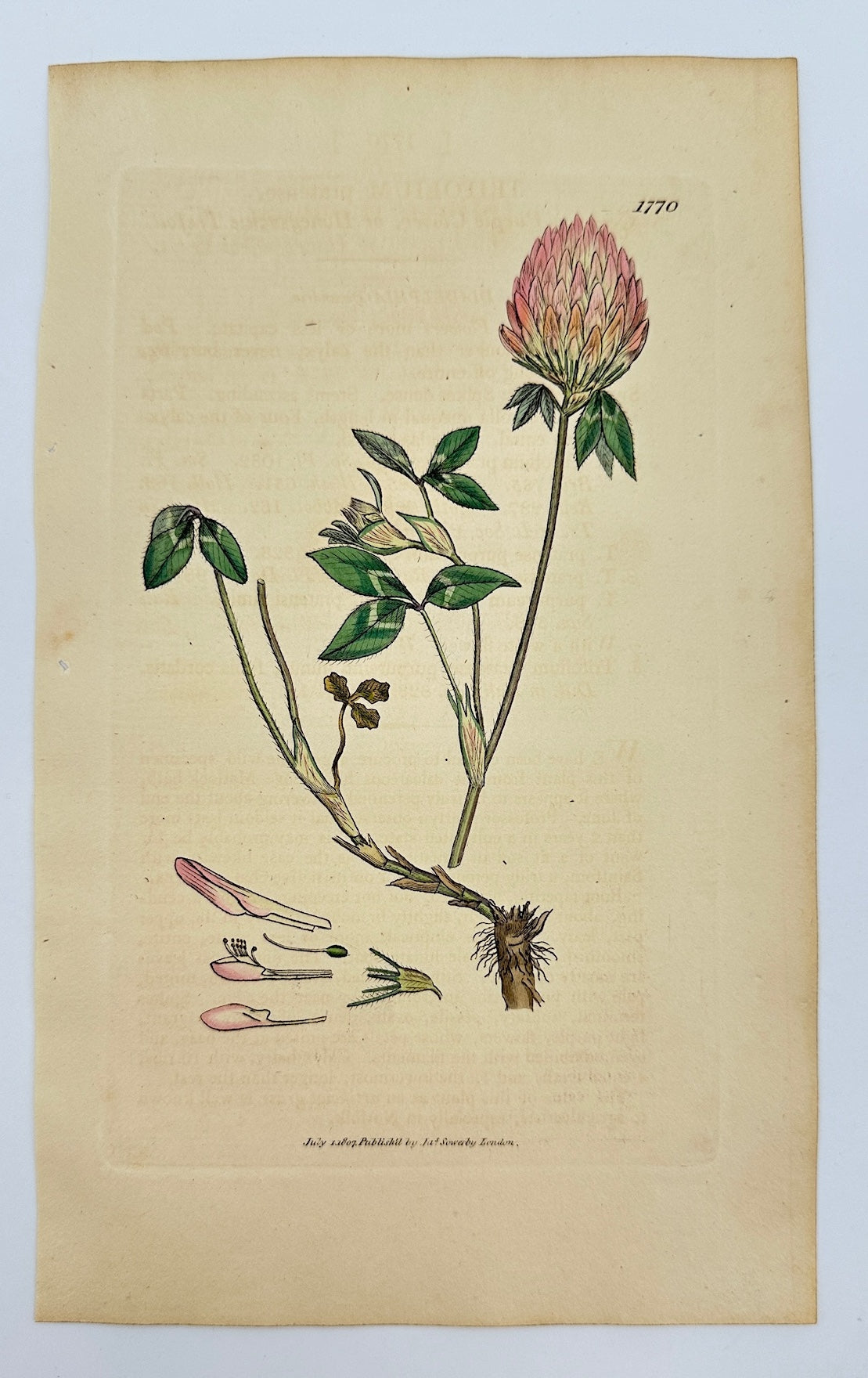 Antique Botanical Print - James Sowerby - Trifolium Pratense - Red Clover - F1