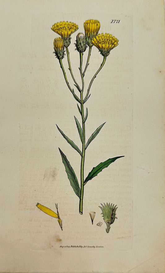 Antique Print - Sowerby - Hieracium Umbellatum - Narrow-leaved Hawkweed - F1