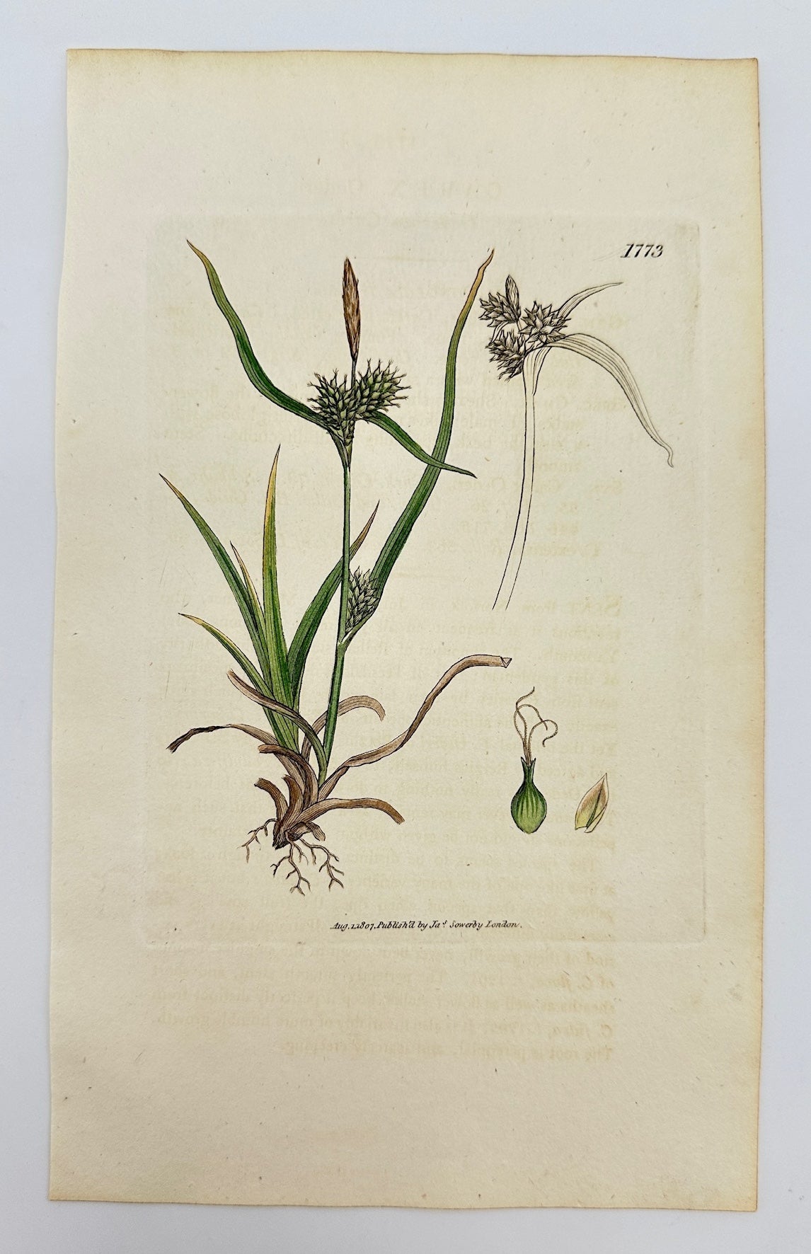 Antique Botanical Print - James Sowerby - Carex Oederi - Carex Oederi - F1