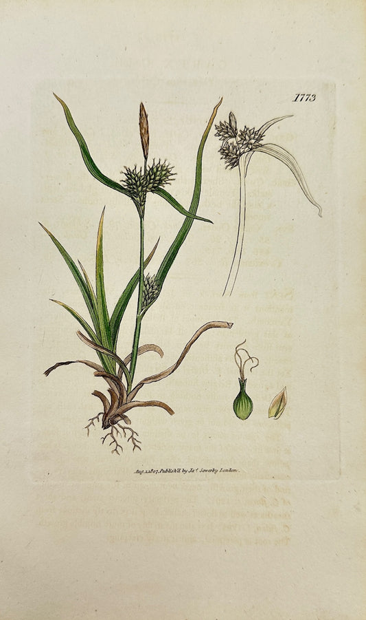 Antique Botanical Print - James Sowerby - Carex Oederi - Carex Oederi - F1