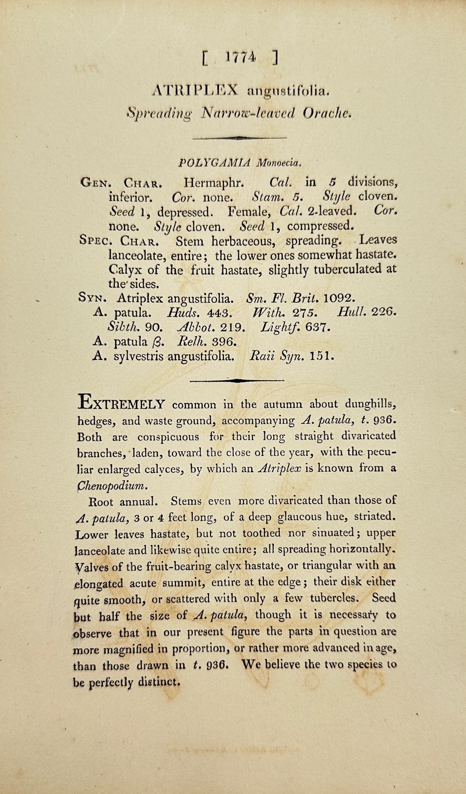 Antique Print - Sowerby - Atriplex Angustifolia - Narrowleaf  Saltbush - F1