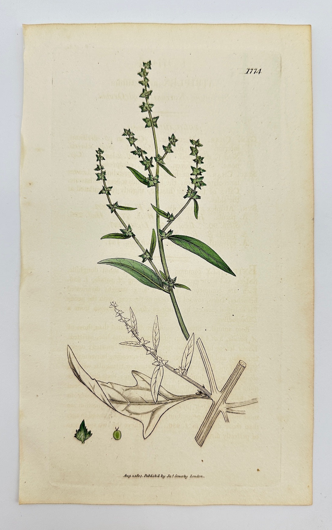 Antique Print - Sowerby - Atriplex Angustifolia - Narrowleaf  Saltbush - F1