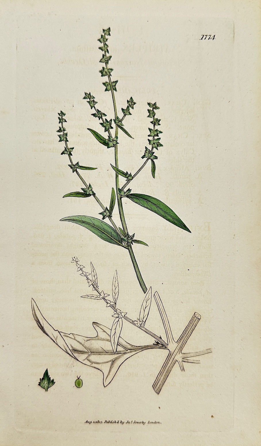 Antique Print - Sowerby - Atriplex Angustifolia - Narrowleaf  Saltbush - F1