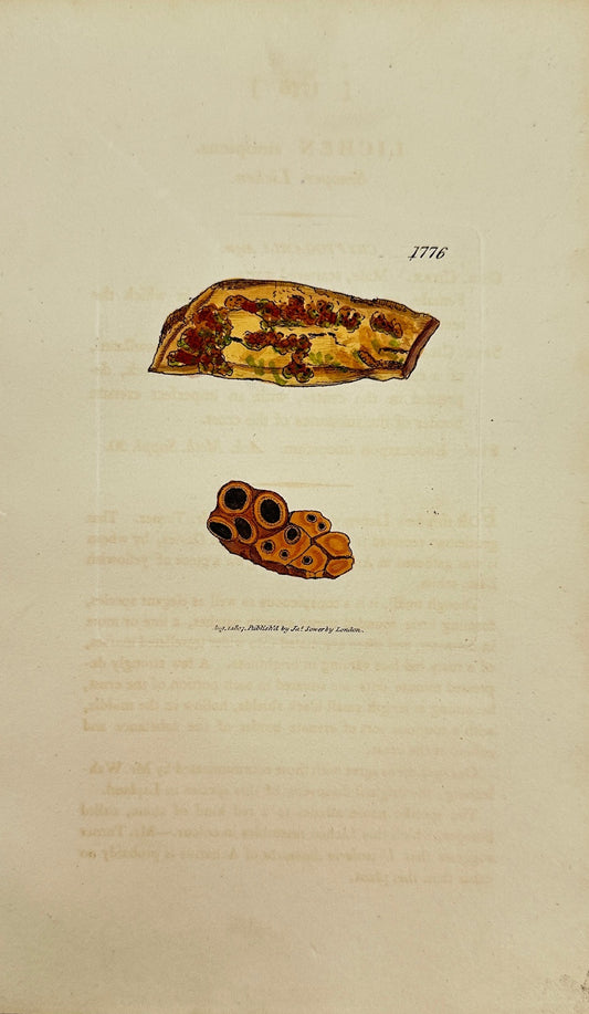Antique Botanical Print - James Sowerby - Lichen Sinopicus - Sinopic Lichen - F1