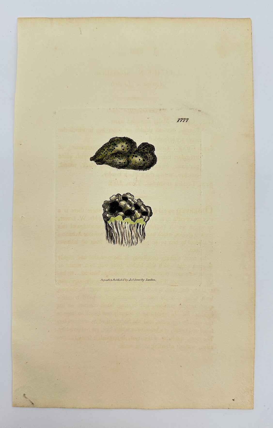 Antique Print - James Sowerby - Lichen Aromaticus - Aromatic Lichen - F1