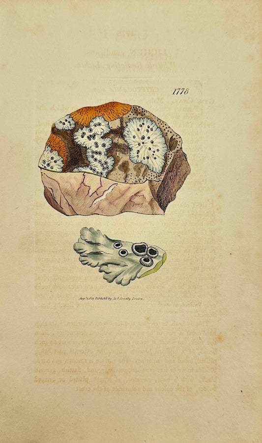 Antique Botanical Print - James Sowerby - Lichen Candicans - White Lichen - F1