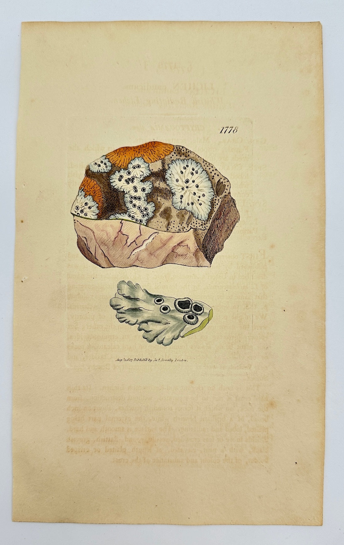 Antique Botanical Print - James Sowerby - Lichen Candicans - White Lichen - F1