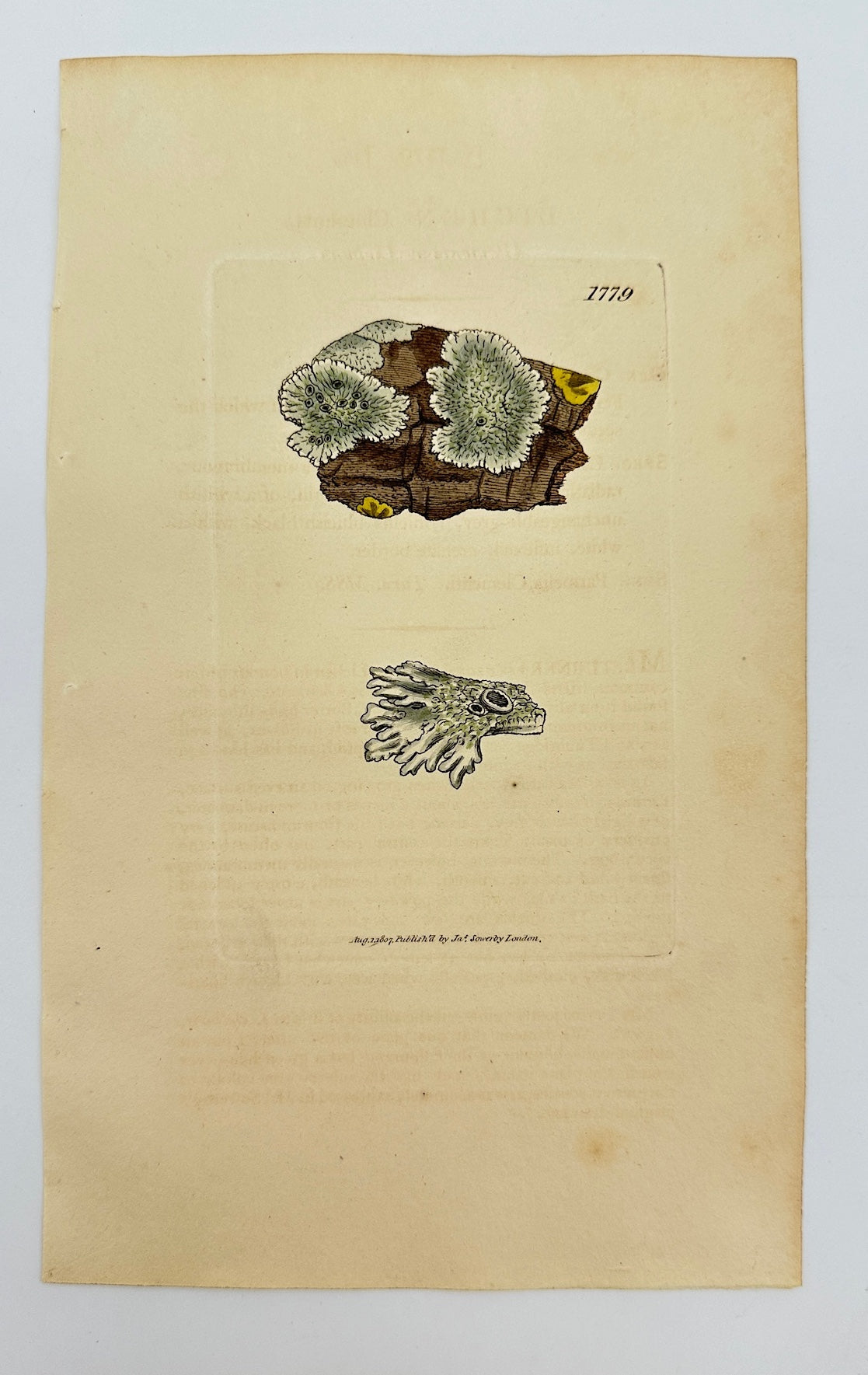 Antique Print - James Sowerby - Lichen Clementi - Clement's Lichen - F1