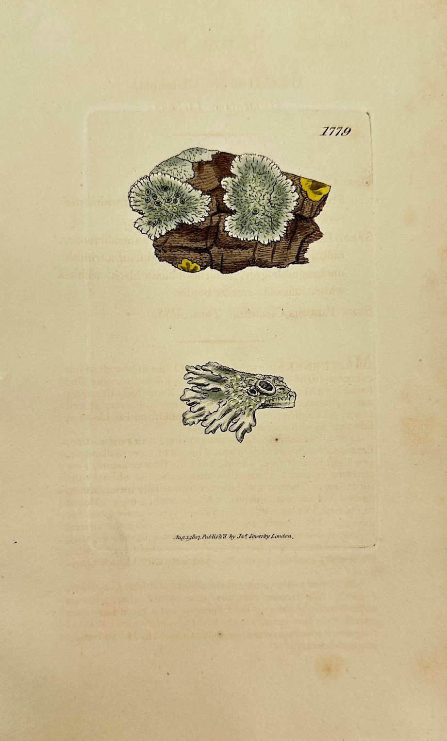 Antique Print - James Sowerby - Lichen Clementi - Clement's Lichen - F1
