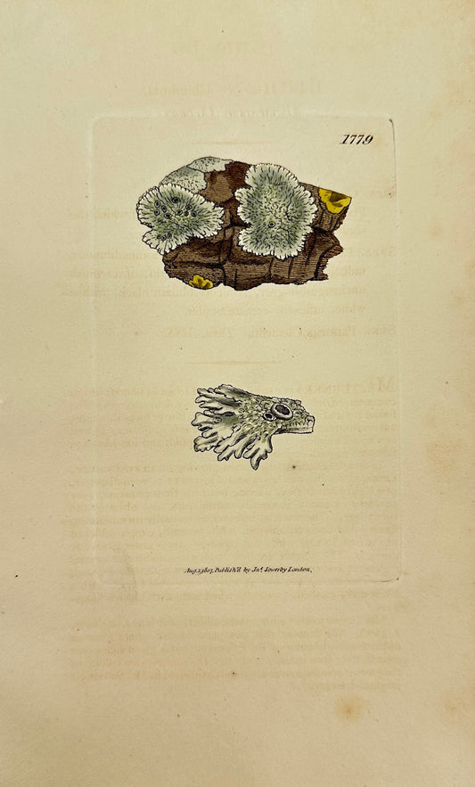 Antique Print - James Sowerby - Lichen Clementi - Clement's Lichen - F1