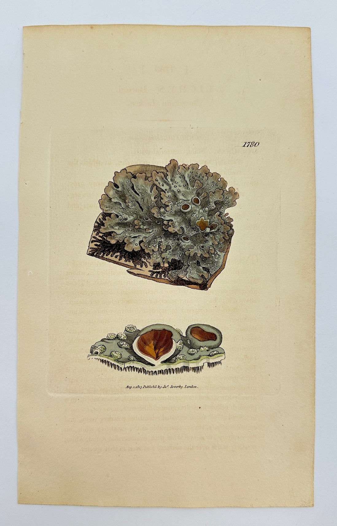 Antique Botanical Print - James Sowerby - Lichen Borreri - Borrer's Lichen - F1