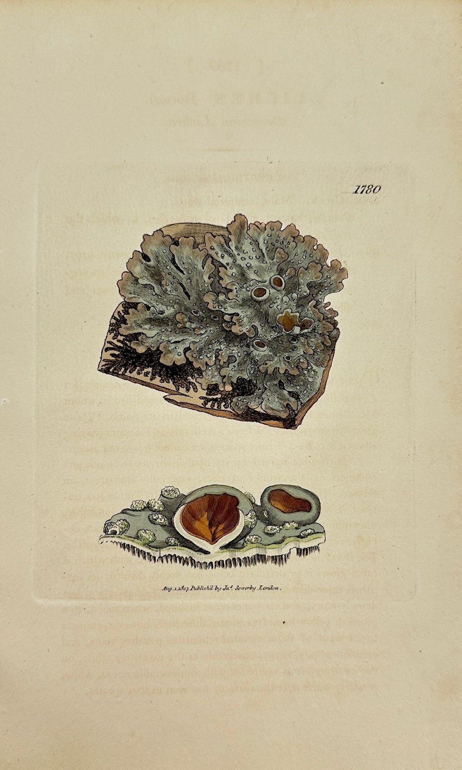 Antique Botanical Print - James Sowerby - Lichen Borreri - Borrer's Lichen - F1