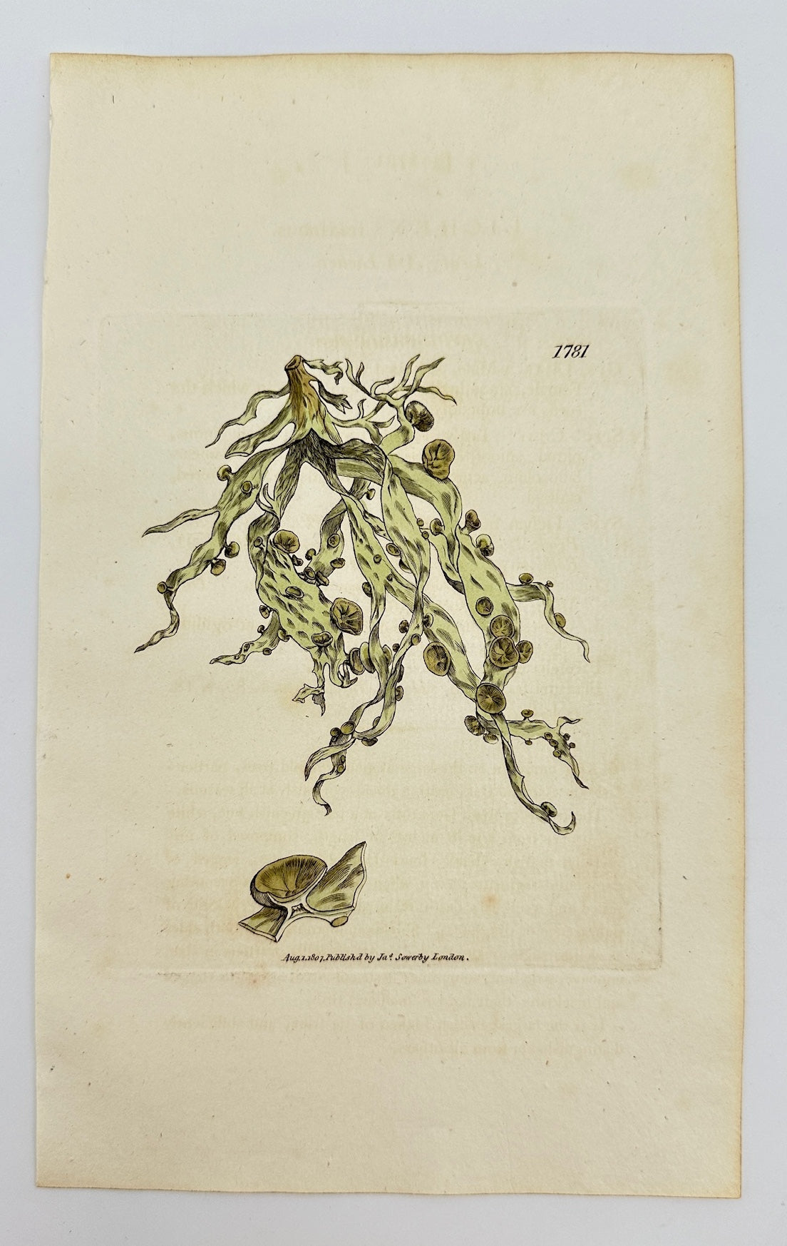 Antique Botanical Print - James Sowerby - Lichen Fraxineus - Ash Lichen - F1