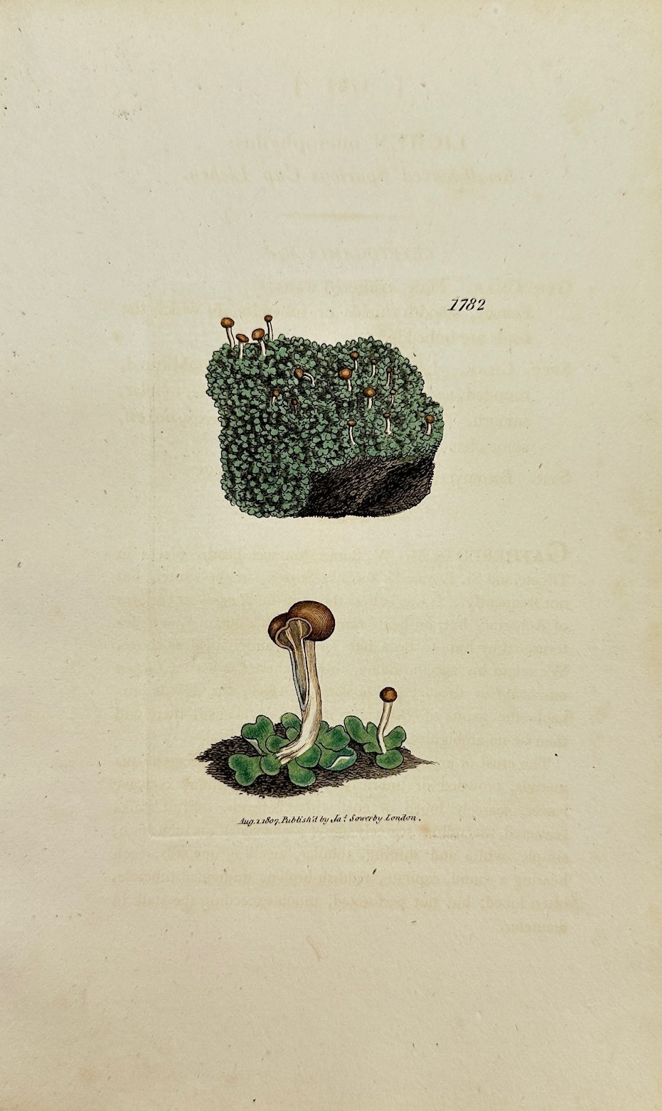 Antique Print - James Sowerby - Lichen Microphyllus - Microphyllous Lichen - F1