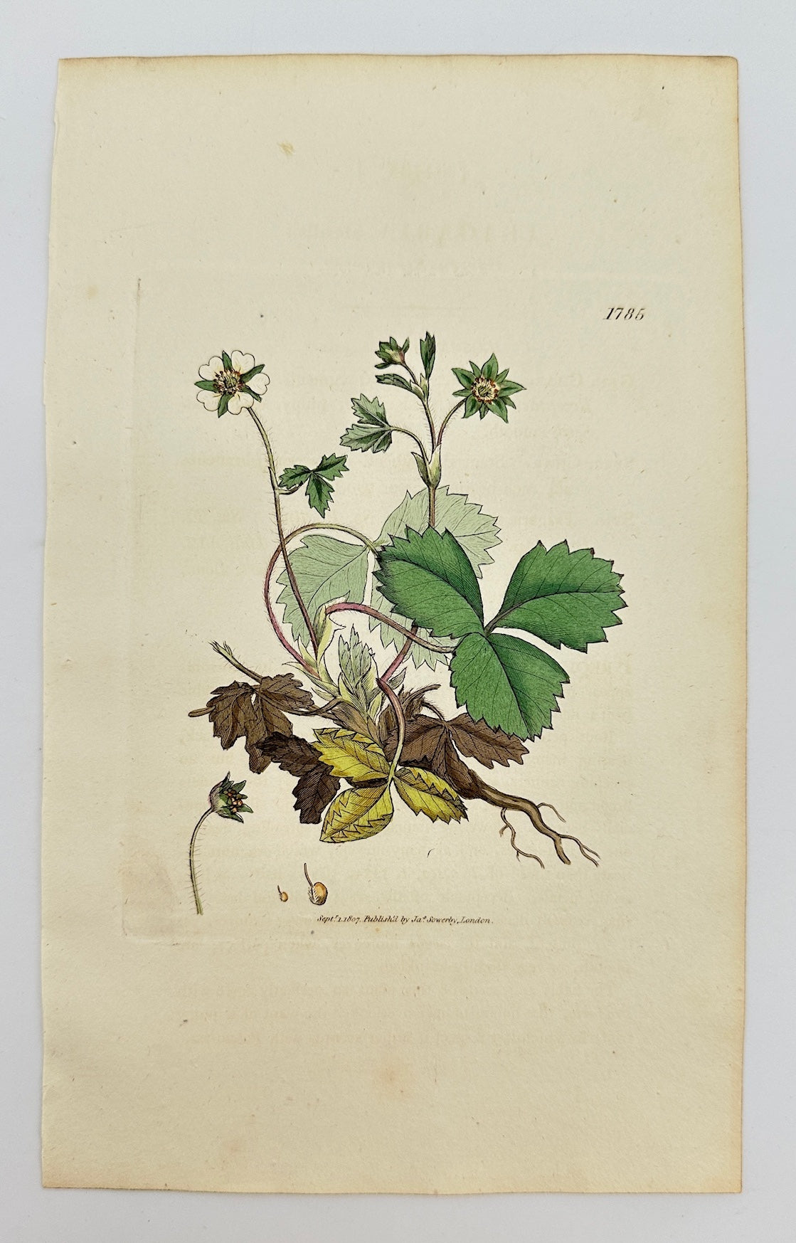 Antique Print - James Sowerby - Fragaria Sterilis - Barren Strawberry - F1