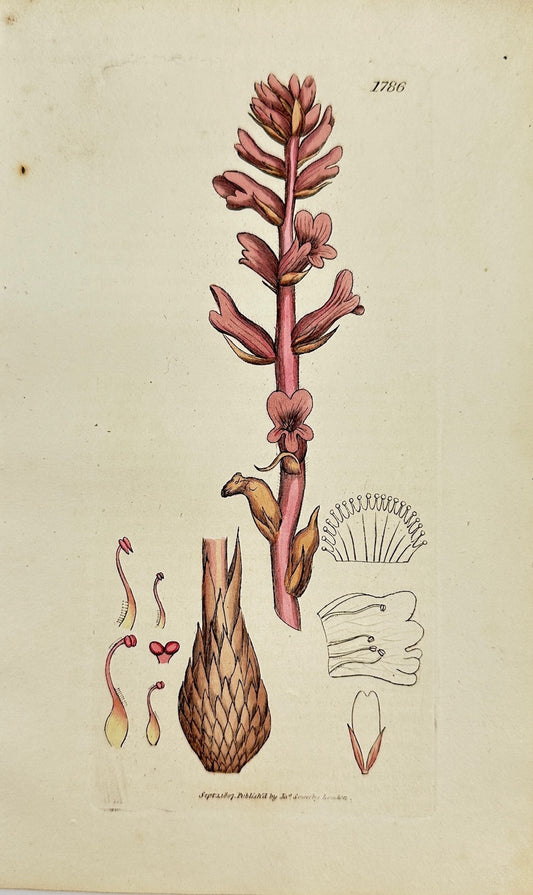 Antique Botanical Print - James Sowerby - Orobanche Rubra - Red Broomrape - F1