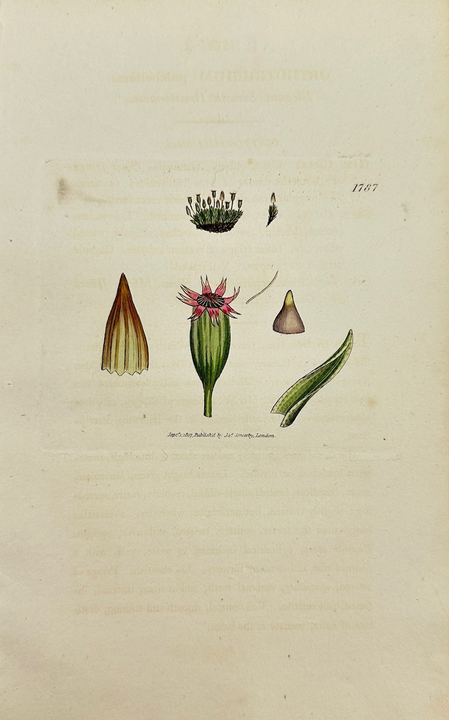 Antique Print - Sowerby - Orthotrichum Pulchellum - Pretty Orthotrichum - F1