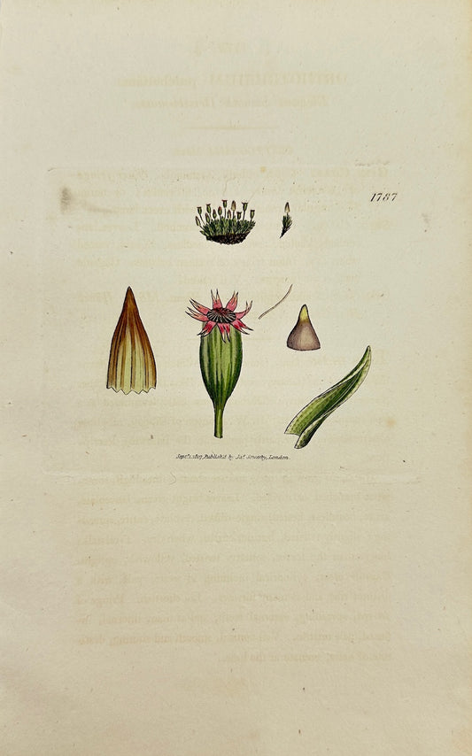 Antique Print - Sowerby - Orthotrichum Pulchellum - Pretty Orthotrichum - F1