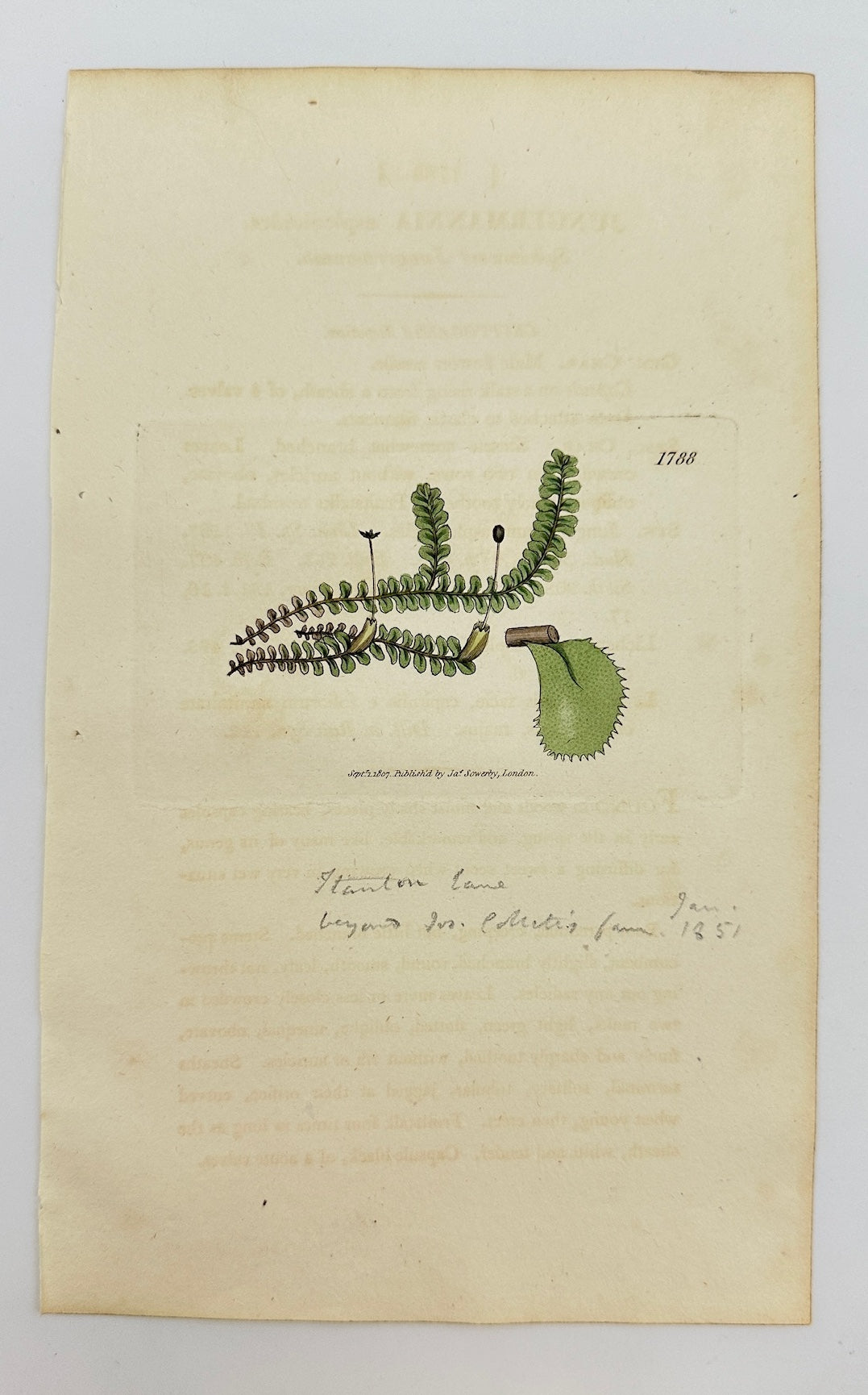 Antique Print - Jungermannia Asplenioides - Asplenium-leaved Jungermannia - F1