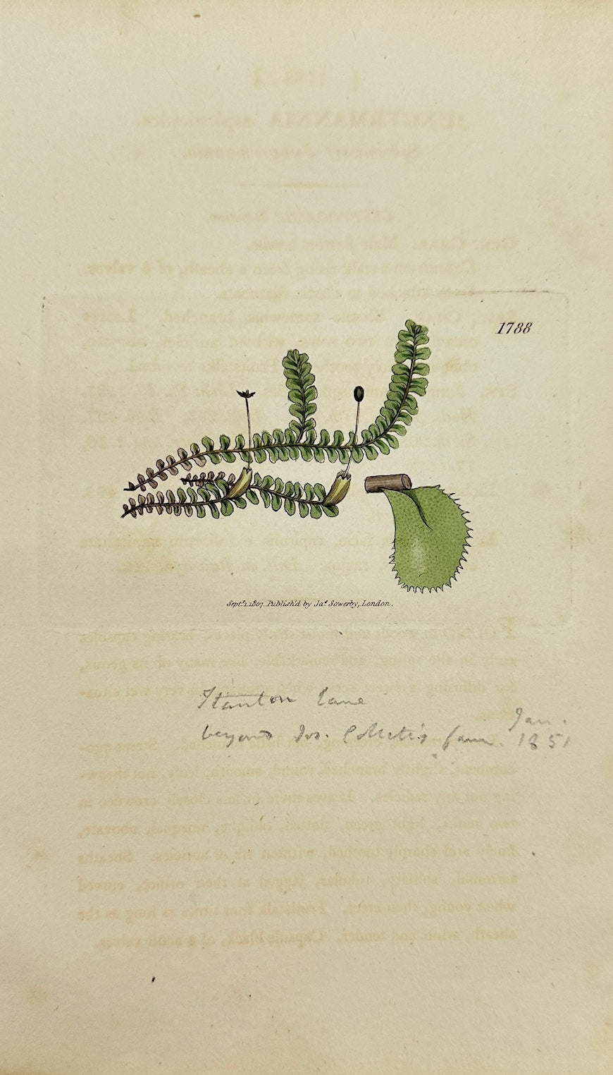 Antique Print - Jungermannia Asplenioides - Asplenium-leaved Jungermannia - F1