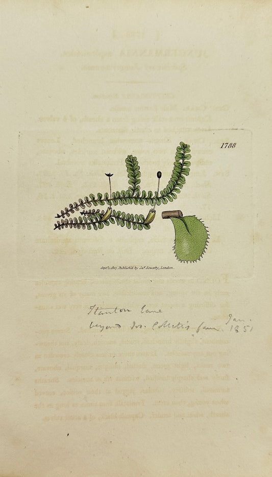 Antique Print - Jungermannia Asplenioides - Asplenium-leaved Jungermannia - F1
