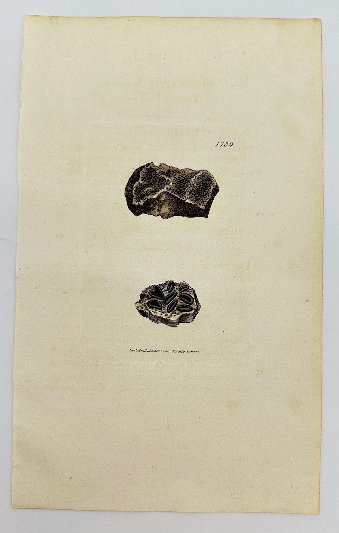 Antique Print - James Sowerby - Opegrapha Herpetica - Herpetic Opegrapha - F1