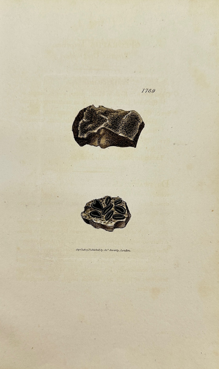 Antique Print - James Sowerby - Opegrapha Herpetica - Herpetic Opegrapha - F1