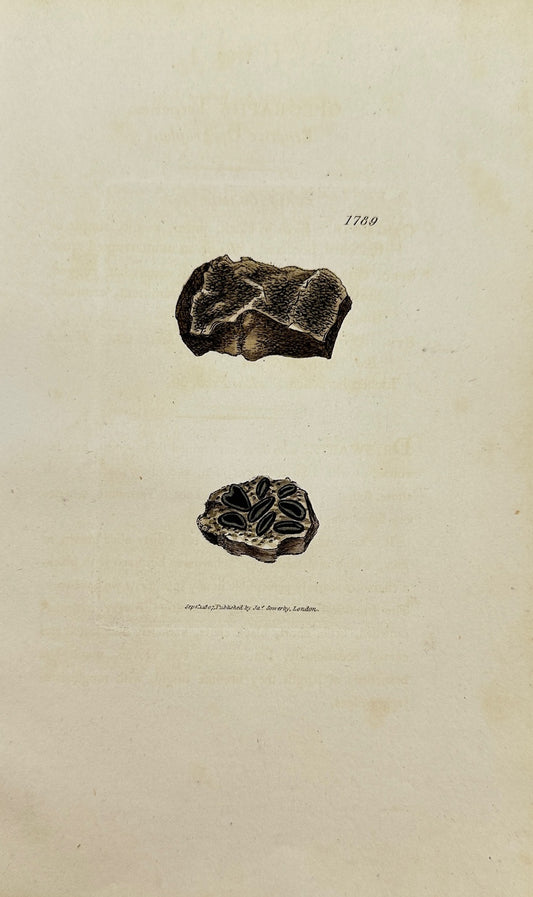 Antique Print - James Sowerby - Opegrapha Herpetica - Herpetic Opegrapha - F1