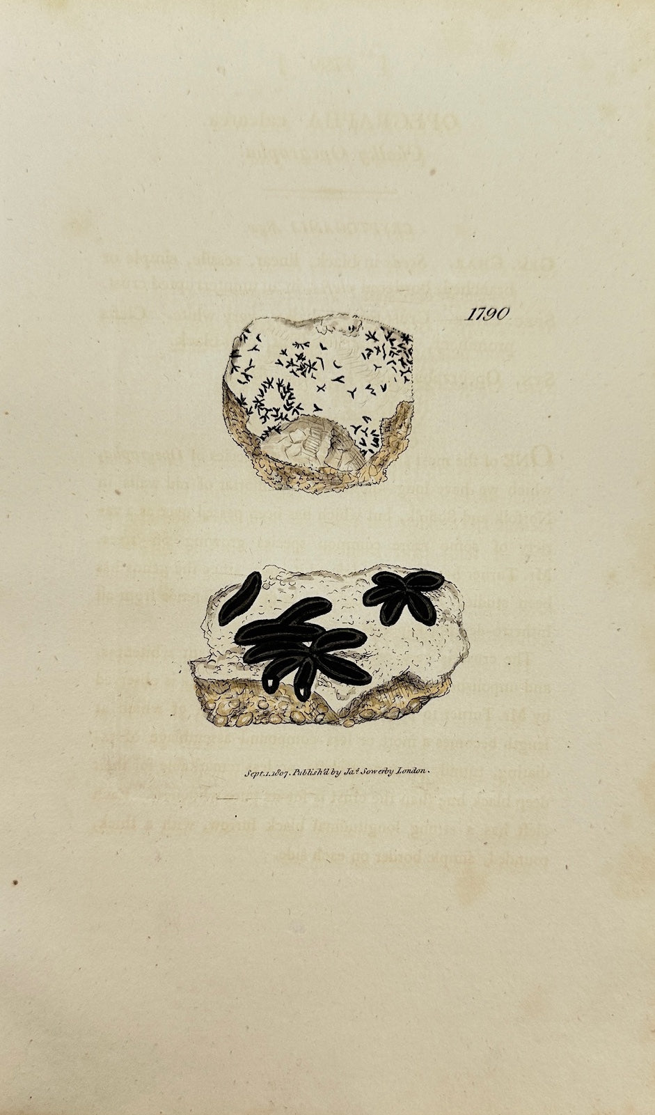 Antique Print - James Sowerby - Opegrapha Calcarea - Calcareous Opegrapha - F1