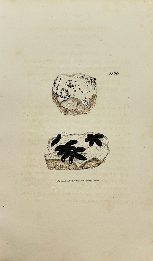 Antique Print - James Sowerby - Opegrapha Calcarea - Calcareous Opegrapha - F1