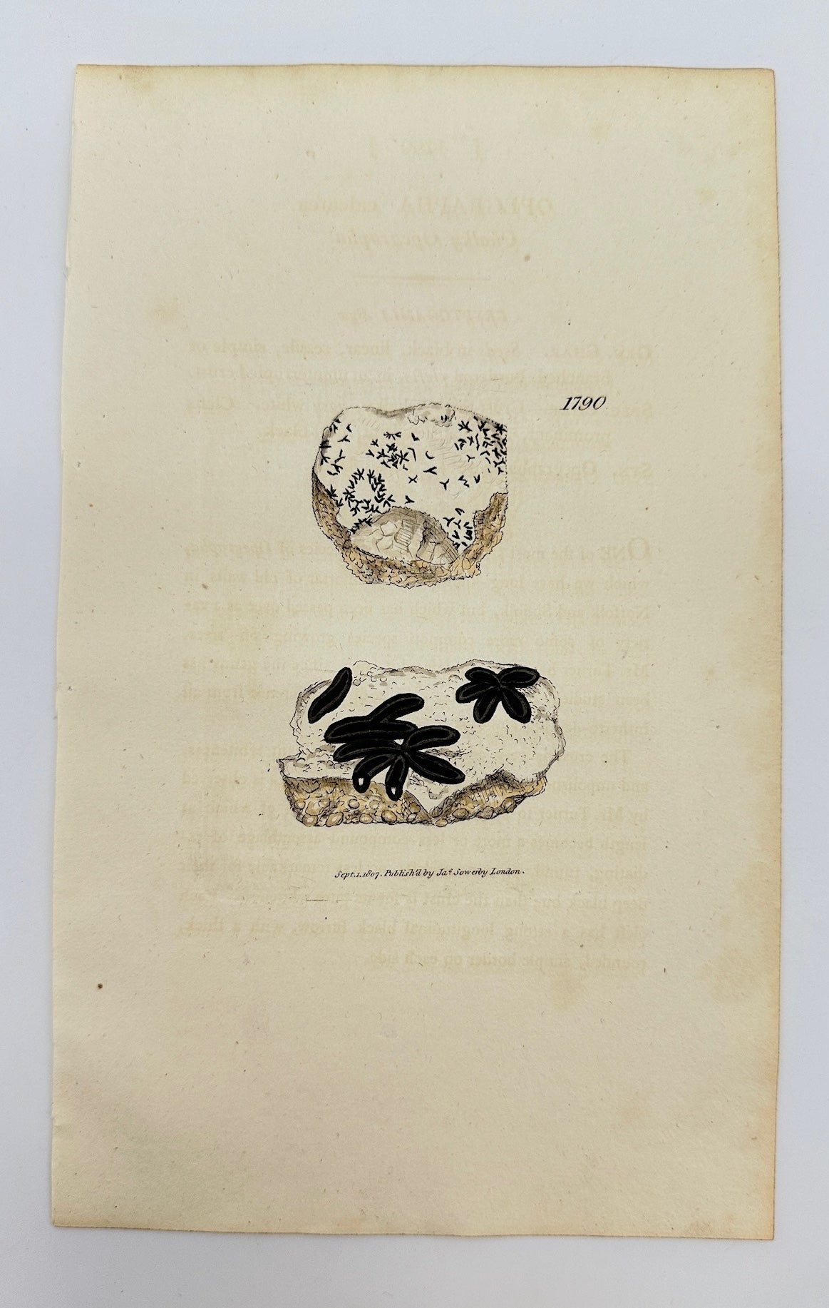 Antique Print - James Sowerby - Opegrapha Calcarea - Calcareous Opegrapha - F1