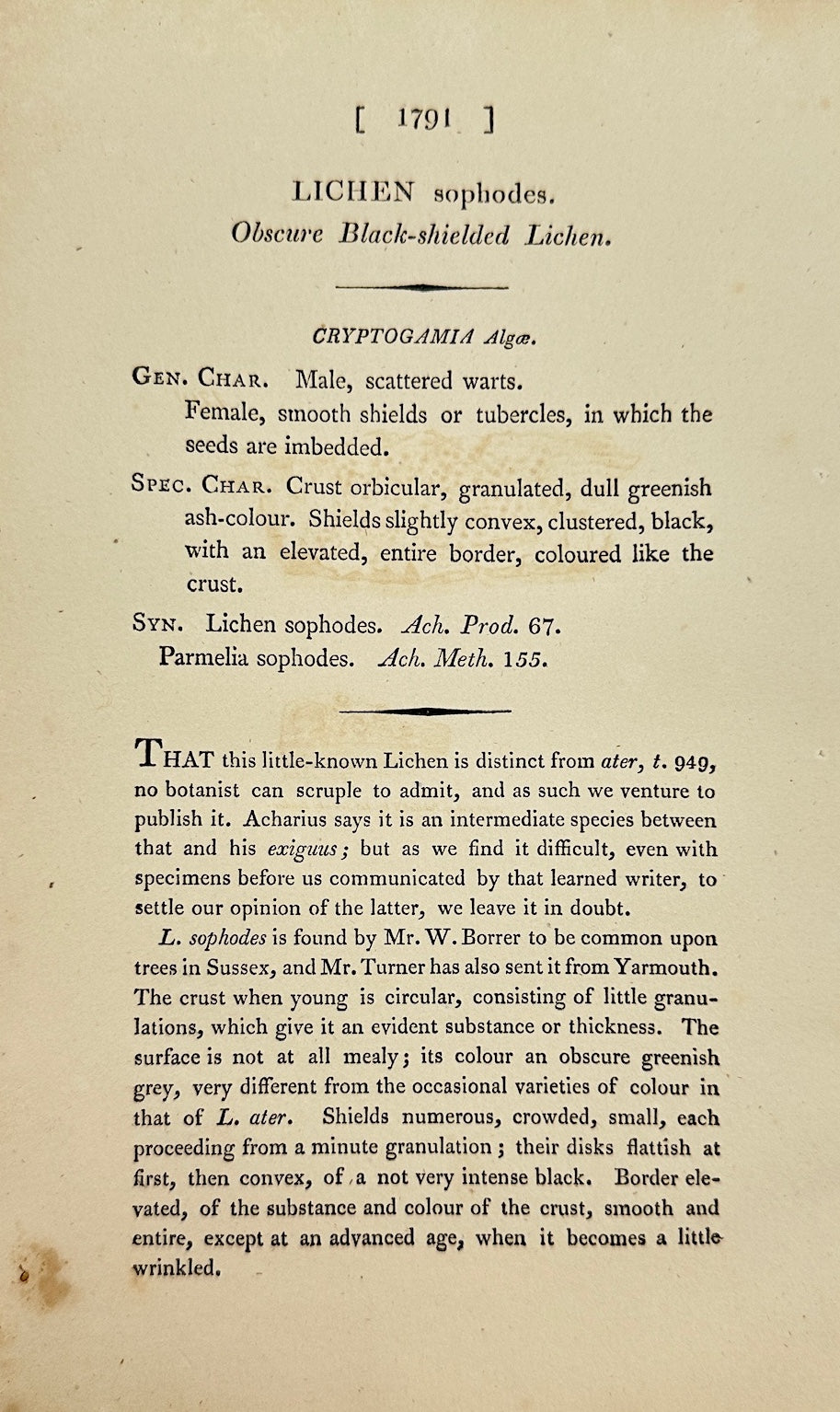 Antique Botanical Print - James Sowerby - Lichen Sophodes - Sophodes Lichen - F1