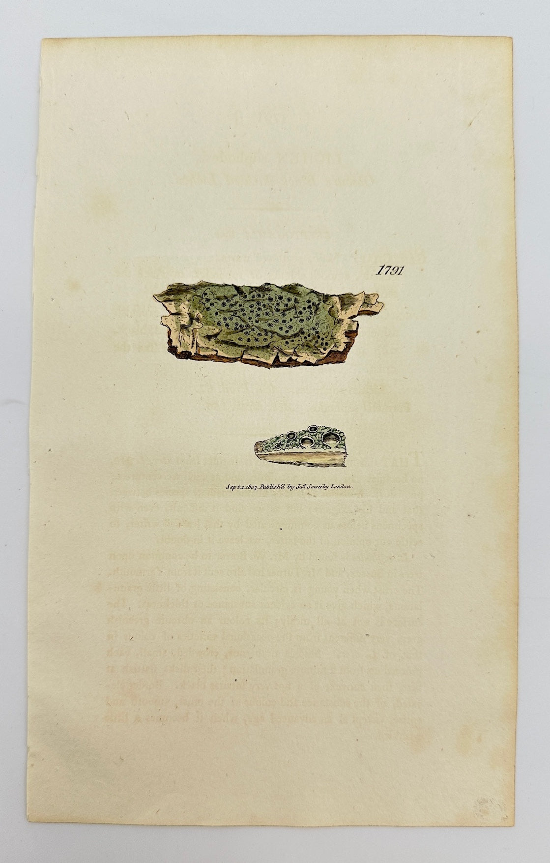 Antique Botanical Print - James Sowerby - Lichen Sophodes - Sophodes Lichen - F1