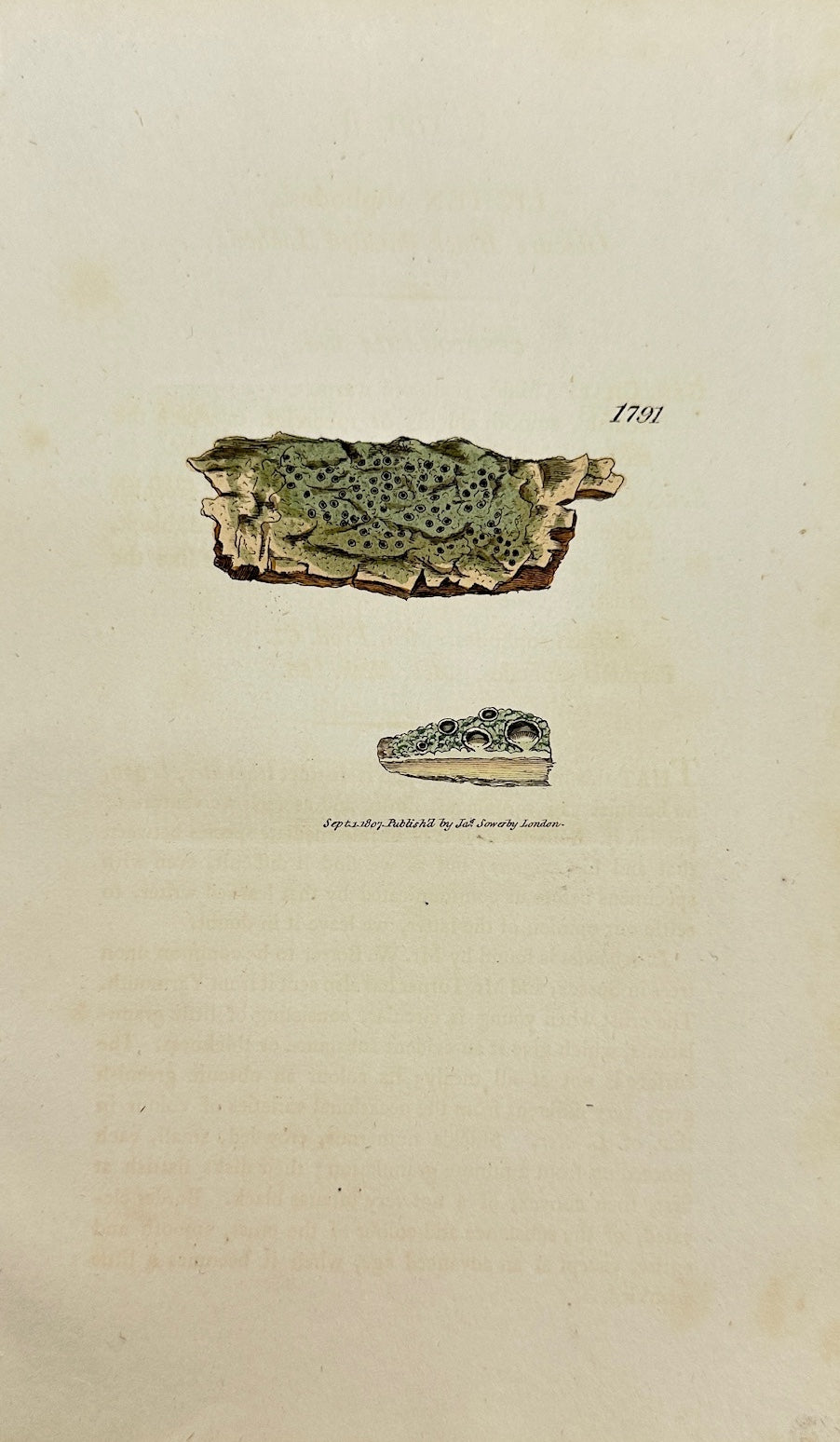 Antique Botanical Print - James Sowerby - Lichen Sophodes - Sophodes Lichen - F1