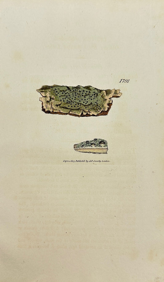Antique Botanical Print - James Sowerby - Lichen Sophodes - Sophodes Lichen - F1